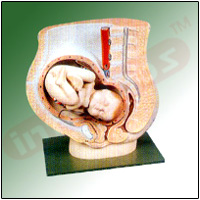 HUMAN PELVIS WITH BABY